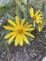 Helianthus