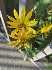 Helianthus