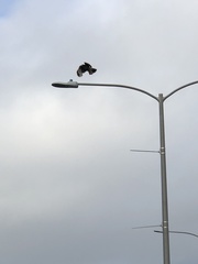 Parabuteo unicinctus