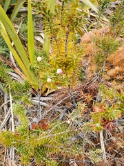 Leptecophylla robusta