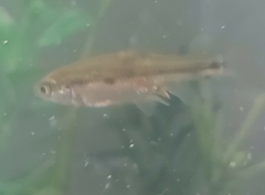 Notemigonus crysoleucas