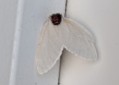 Trichiocercus mesomelas