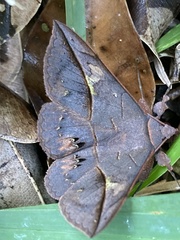 Anticarsia anisospila
