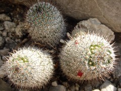 Mammillaria haageana meissneri