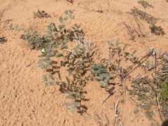 Dalea lanata terminalis