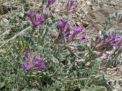 Astragalus inflexus
