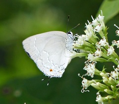 Strephonota ambrax