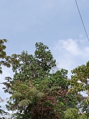 Sterculia apetala