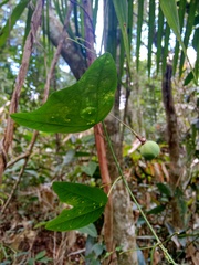 Passiflora porophylla