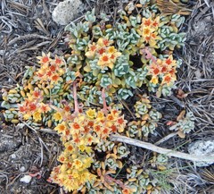 Sedum obtusatum