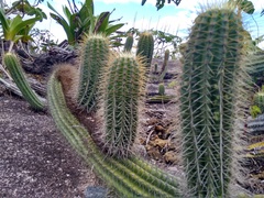 Coleocephalocereus fluminensis