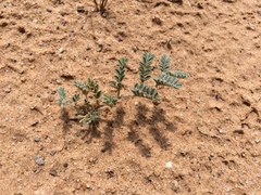 Dalea lanata terminalis