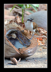 Campylorhynchus chiapensis