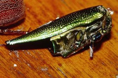 Cyphogastra