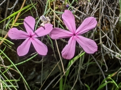 Phlox colubrina