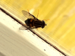 Helophilus antipodus