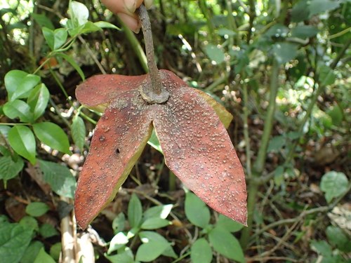 Elaeocarpaceae image