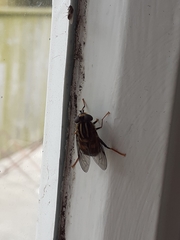 Helophilus antipodus