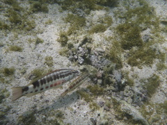 Serranus psittacinus