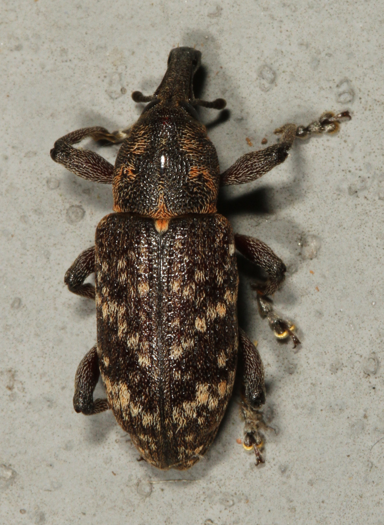 Pales Weevil