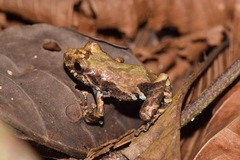 Pristimantis altamazonicus