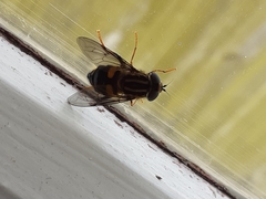 Helophilus antipodus