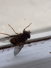 Helophilus antipodus