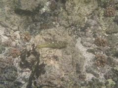 Epinephelus labriformis