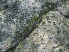 Ophioblennius steindachneri