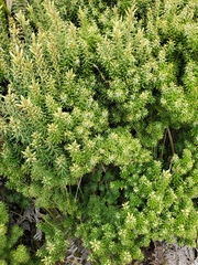 Leptecophylla robusta