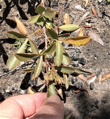 Searsia laevigata