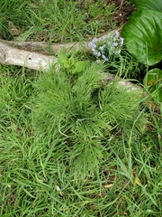Aciphylla dieffenbachii