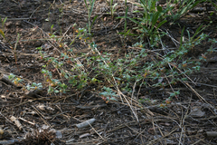 Acmispon decumbens decumbens