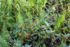 Acmispon decumbens decumbens