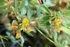 Acmispon decumbens decumbens