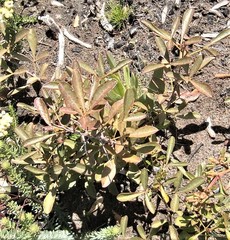 Searsia laevigata