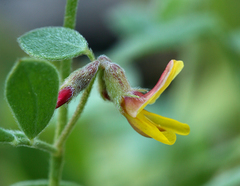 Acmispon decumbens decumbens