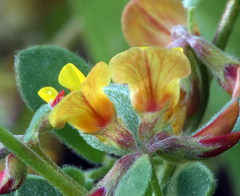 Acmispon decumbens decumbens