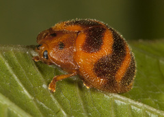 Chelymorpha comata