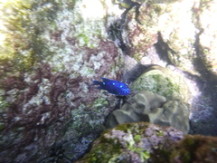 Microspathodon dorsalis