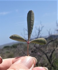 Searsia laevigata