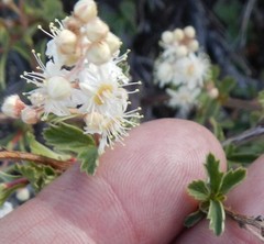 Holodiscus discolor microphyllus