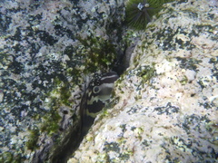 Ophioblennius steindachneri