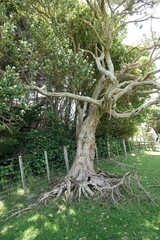 Olearia traversiorum