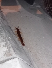 Scolopendra gigantea