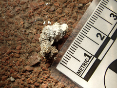 Phasianus colchicus