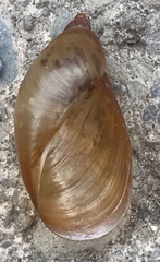 Oxyloma retusum