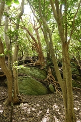 Myrsine chathamica