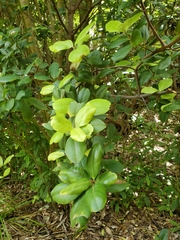 Myrsine chathamica