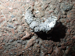 Phasianus colchicus